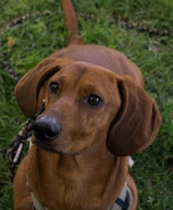 Zu sehen ist der braune Dackel-Mischling Peanut