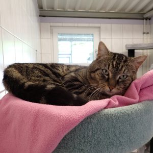 Zu sehen ist der getigerte Kater Peter Pan
