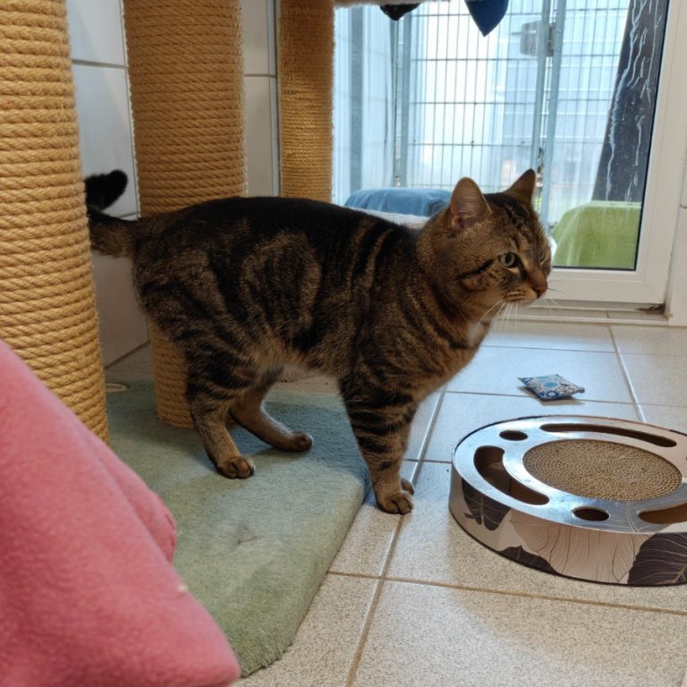 Zu sehen ist der getigerte Kater Peter Pan