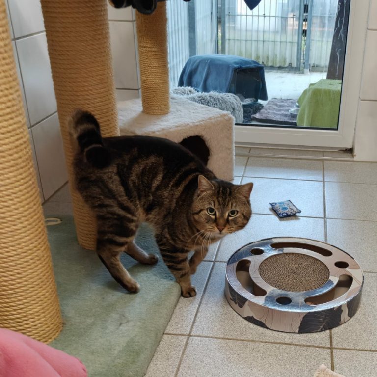 Zu sehen ist der getigerte Kater Peter Pan