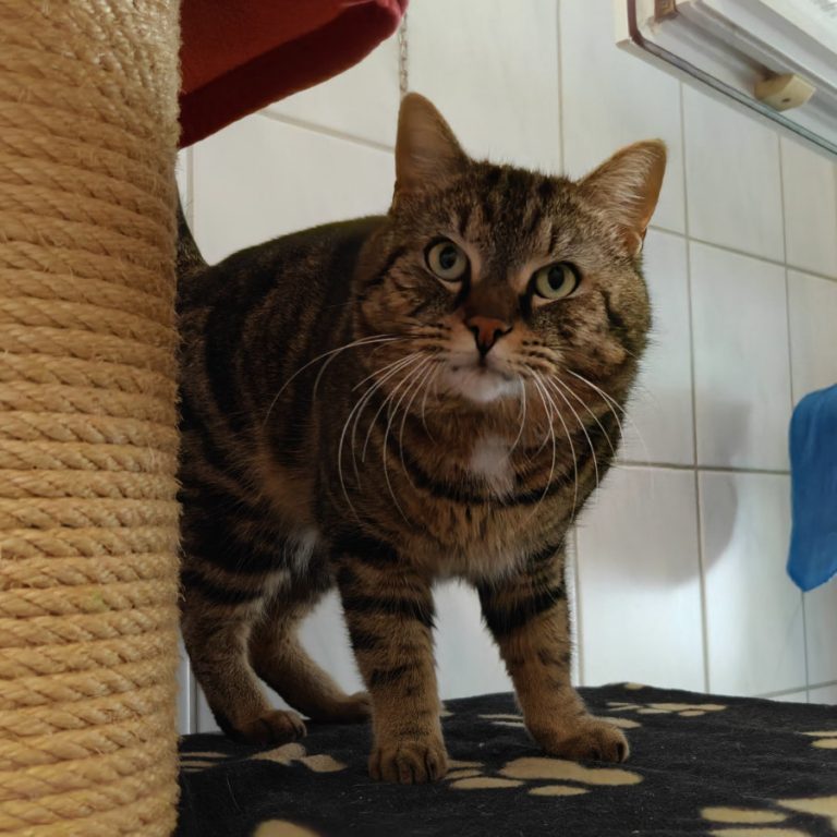 Zu sehen ist der getigerte Kater Peter Pan