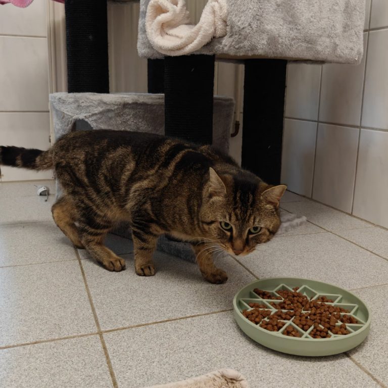 Zu sehen ist der getigerte Kater Peter Pan