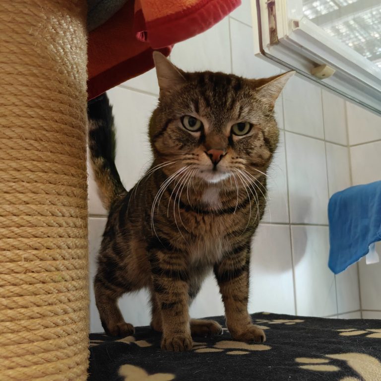 Zu sehen ist der getigerte Kater Peter Pan