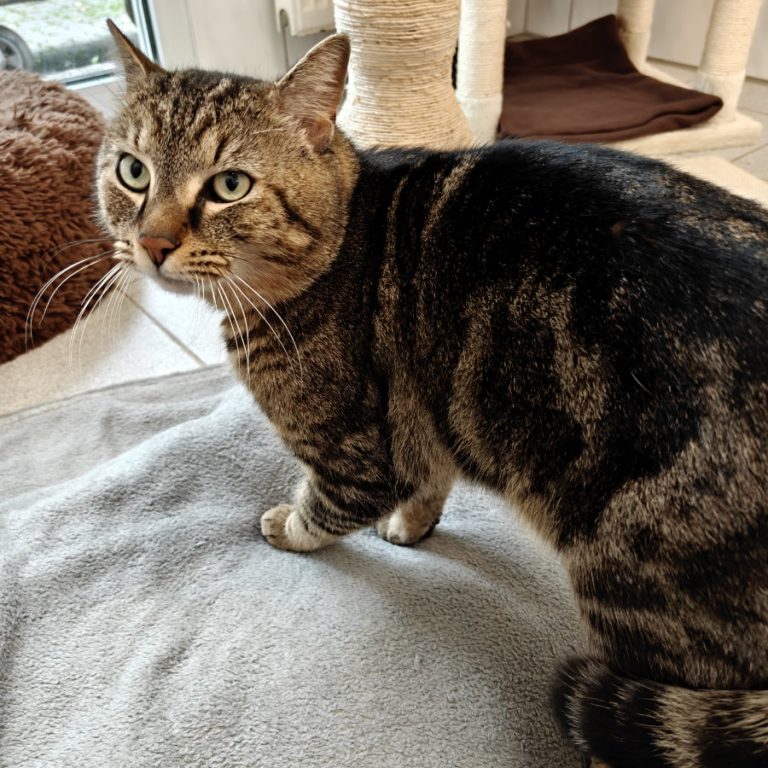 Zu sehen ist der getigerte Kater Peter Pan