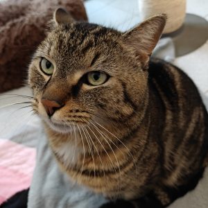 Zu sehen ist der getigerte Kater Peter Pan