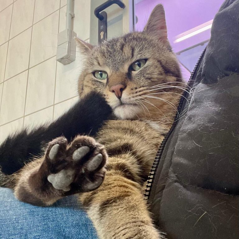 Zu sehen ist der getigerte Kater Peter Pan