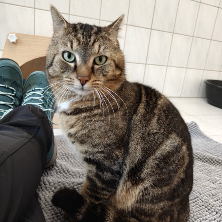 Zu sehen ist der getigerte Kater Peter Pan