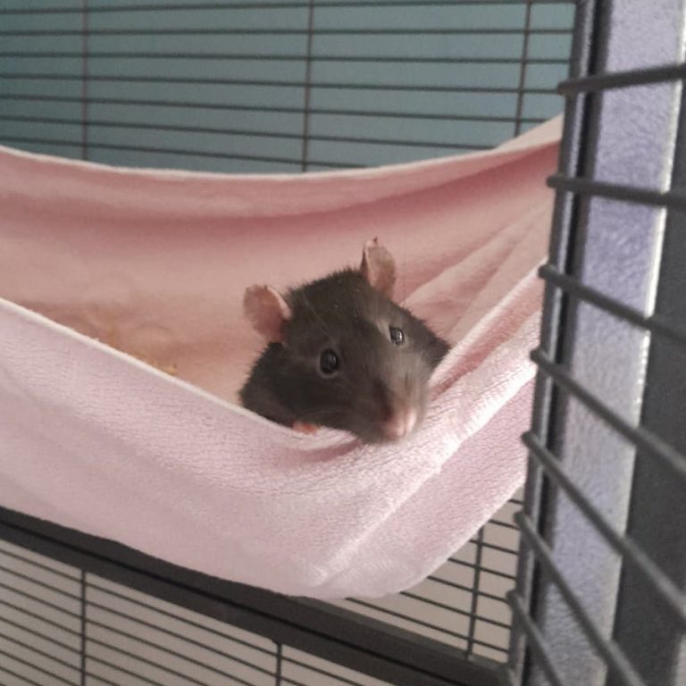 Zu sehen ist die Farbratte Remi