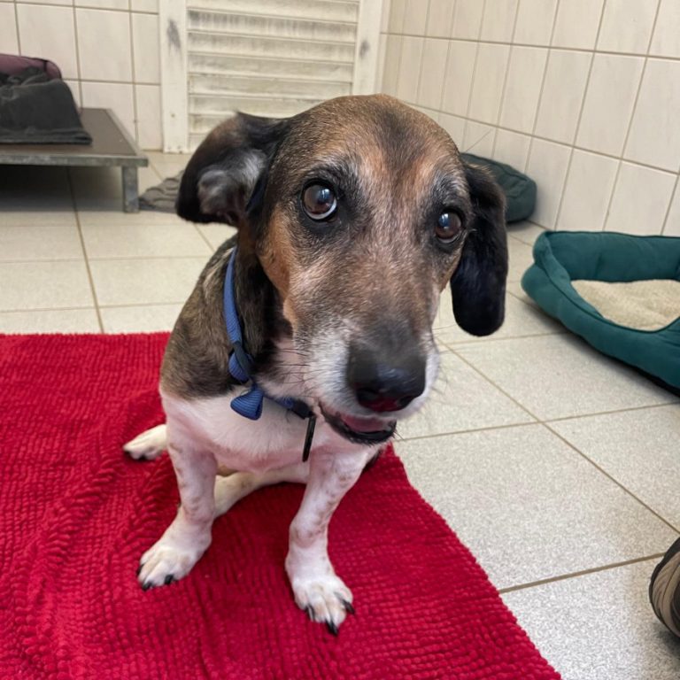 Zu sehen ist der dreifarbige Beagle-Mix Rex