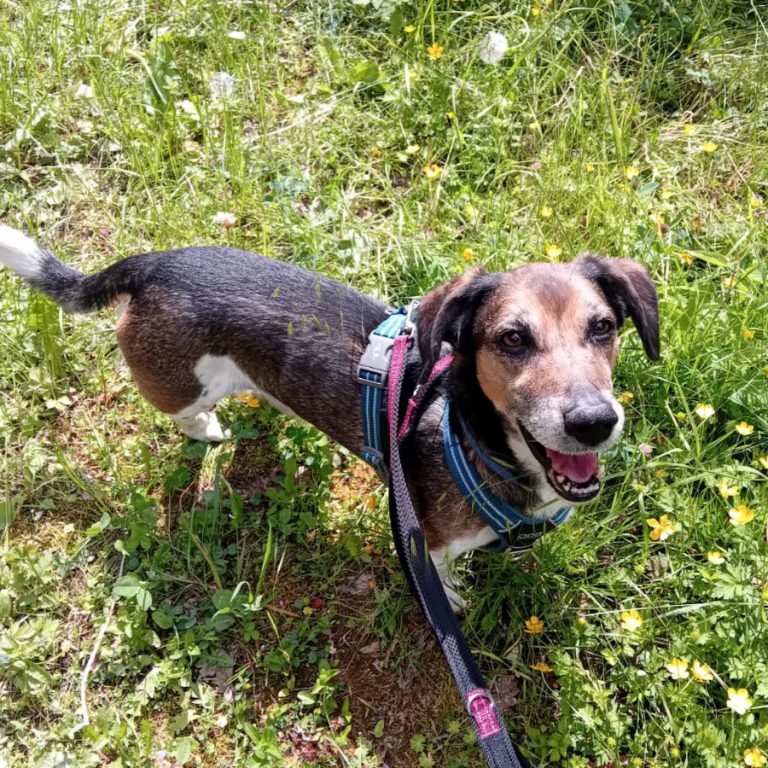 Zu sehen ist der Beagle-Mischling Rex