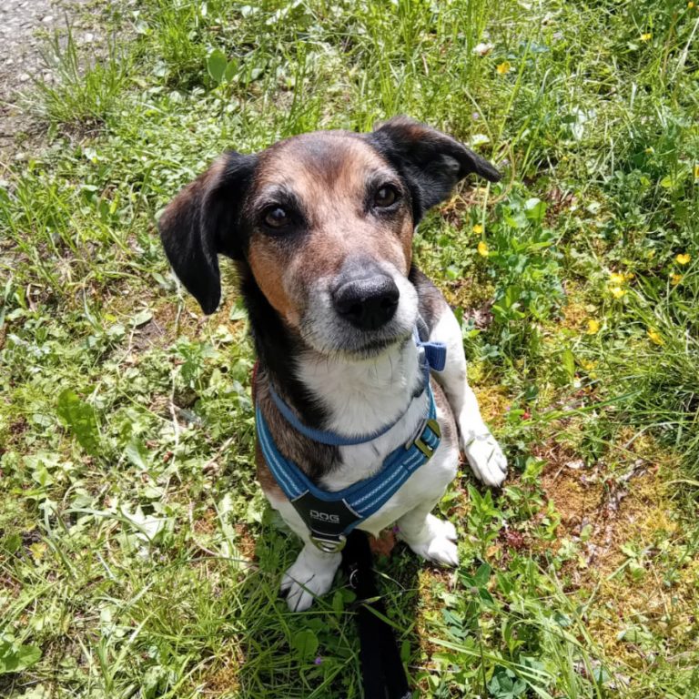 Zu sehen ist der Beagle-Mischling Rex