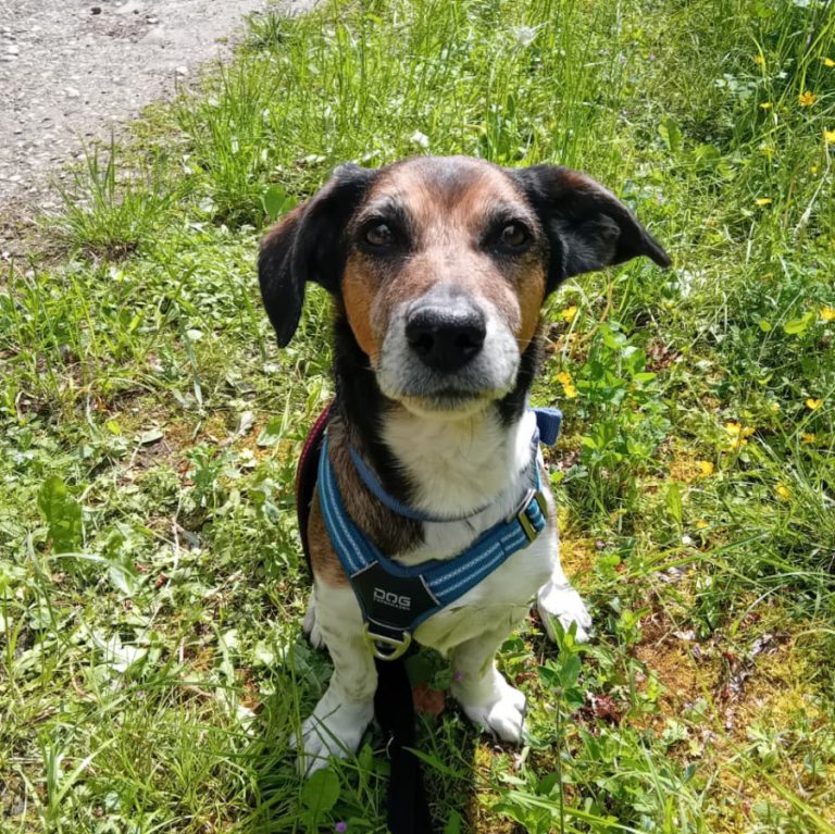 Zu sehen ist der Beagle-Mischling Rex