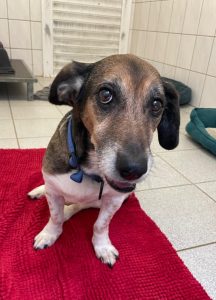 Zu sehen ist der dreifarbige Beagle-Mix Rex
