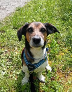 Zu sehen ist der dreifarbige Beagle-Mix Rex