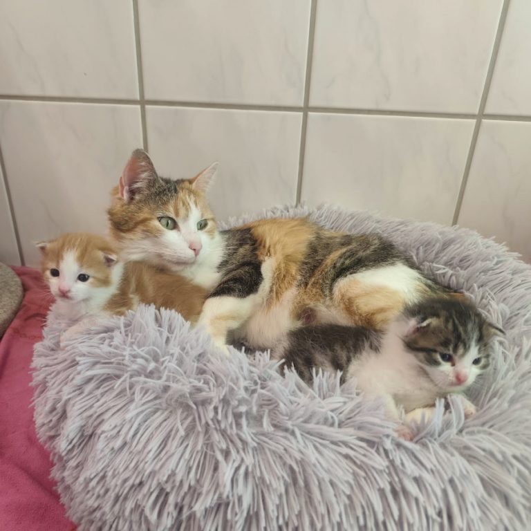 Zu sehen ist die dreifarbige Katzendame Elfie mit ihren Kitten