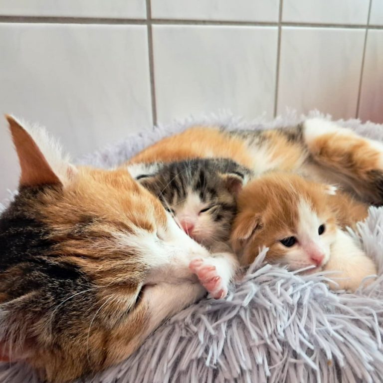 Zu sehen ist die dreifarbige Katzendame Elfie mit ihren Kitten