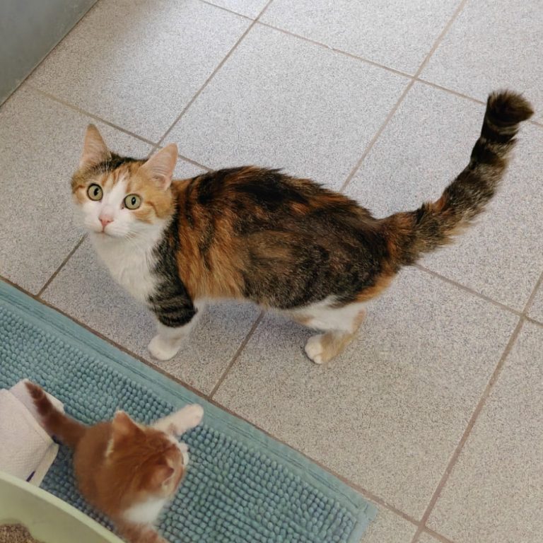 Zu sehen ist die dreifarbige Katzendame Elfie mit ihren Kitten