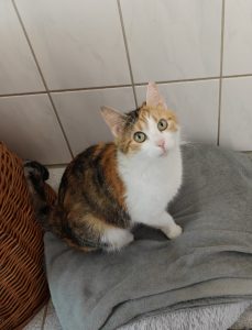 Zu sehen ist die dreifarbige Katzendame Elfie mit ihren Kitten