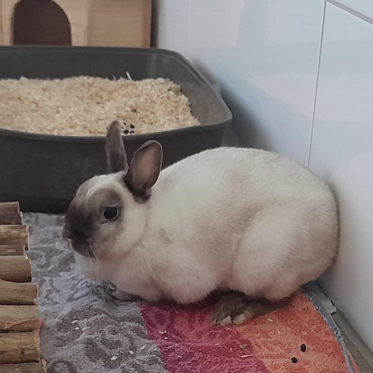 Zu sehen ist das Zwergkaninchen Fenne