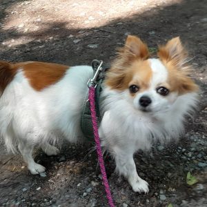 Zu sehen ist die braun-wei&szlig;e Chihuahua-H&uuml;ndin Ivy