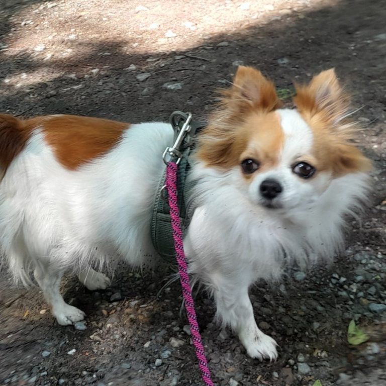 Zu sehen ist die braun-weiße Chihuahua-Hündin Ivy