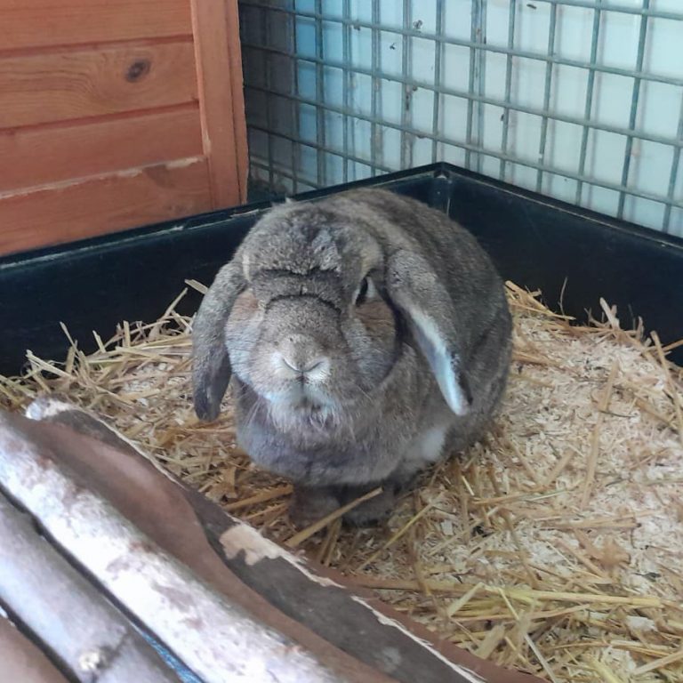 Zu sehen ist das braune Kaninchen Lou