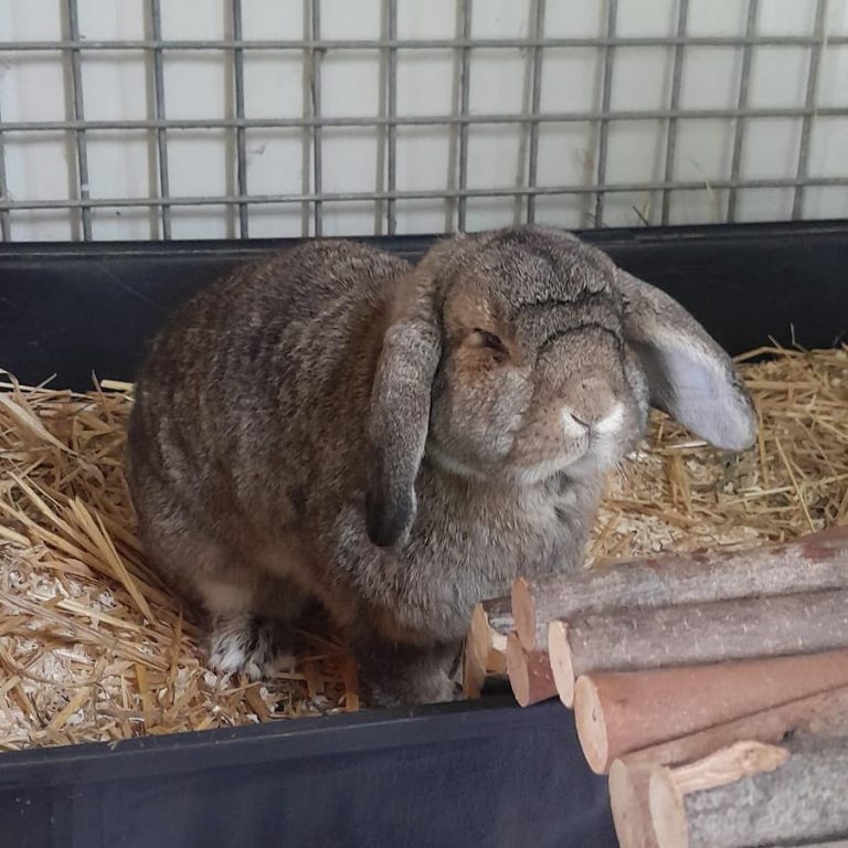 Zu sehen ist das braune Kaninchen Lou