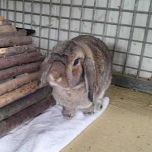 Zu sehen ist das braune Kaninchen Lou