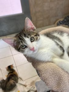 Zu sehen ist der getigert-wei&szlig;e Kater Benjamin