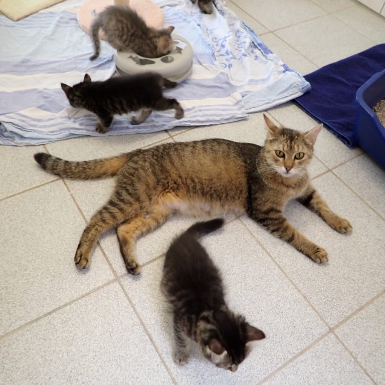 Zu sehen ist die getigerte Katze Charlotte mit ihren Kitten
