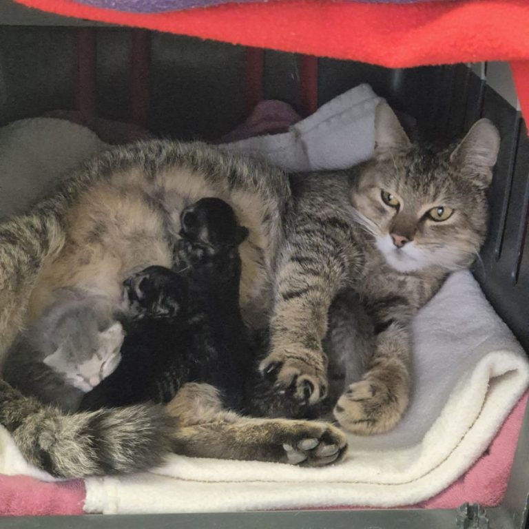 Zu sehen ist die getigerte Katze Charlotte mit ihren Kitten