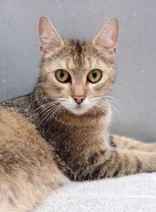 Zu sehen ist die getigerte Katze Charlotte