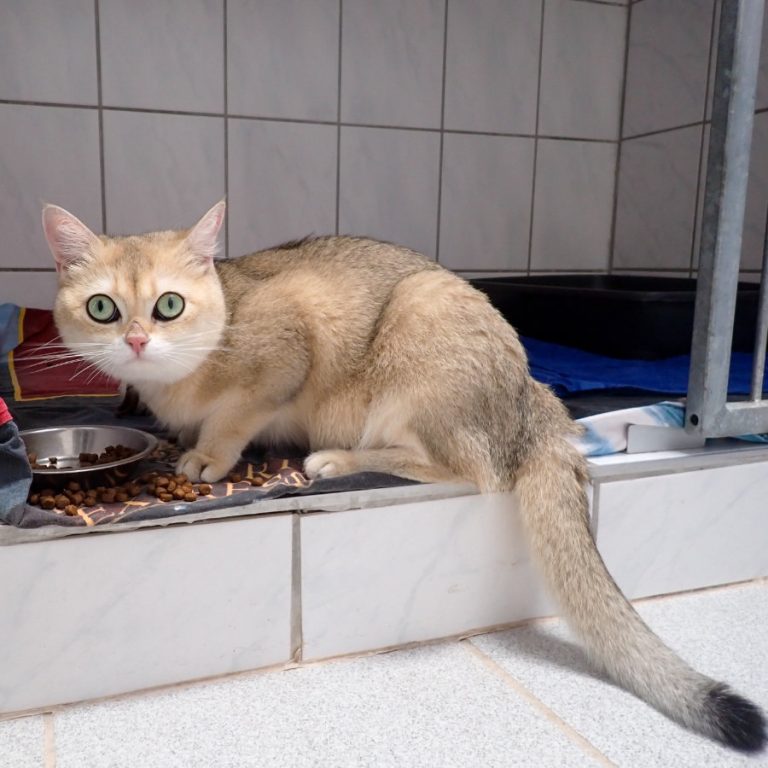 Zu sehen ist die goldene Katze Juma