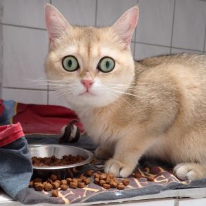 Zu sehen ist die goldene Katze Juma