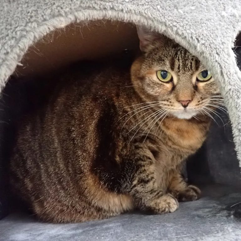 Zu sehen ist die getigerte Katzendame Kira