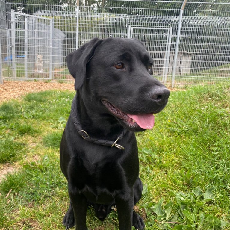 Zu sehen ist der schwarze Labrador-Rüde Loki