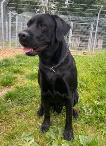 Zu sehen ist der schwarze Labrador-R&uuml;de Loki