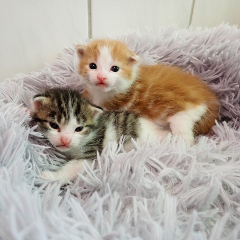 Zu sehen ist der rot-weiße Kater Otto mit seinem grau-weißen Bruder Benjamin