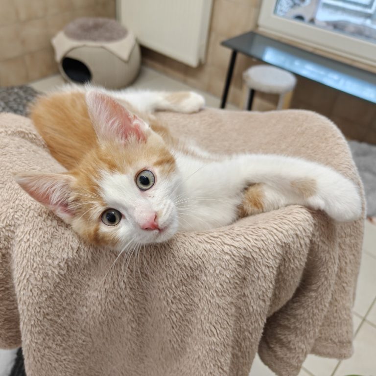 Zu sehen ist der rot-weiße Kater Otto