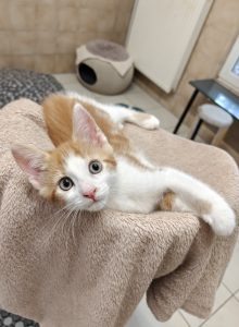 Zu sehen ist der rot-wei&szlig;e Kater Otto
