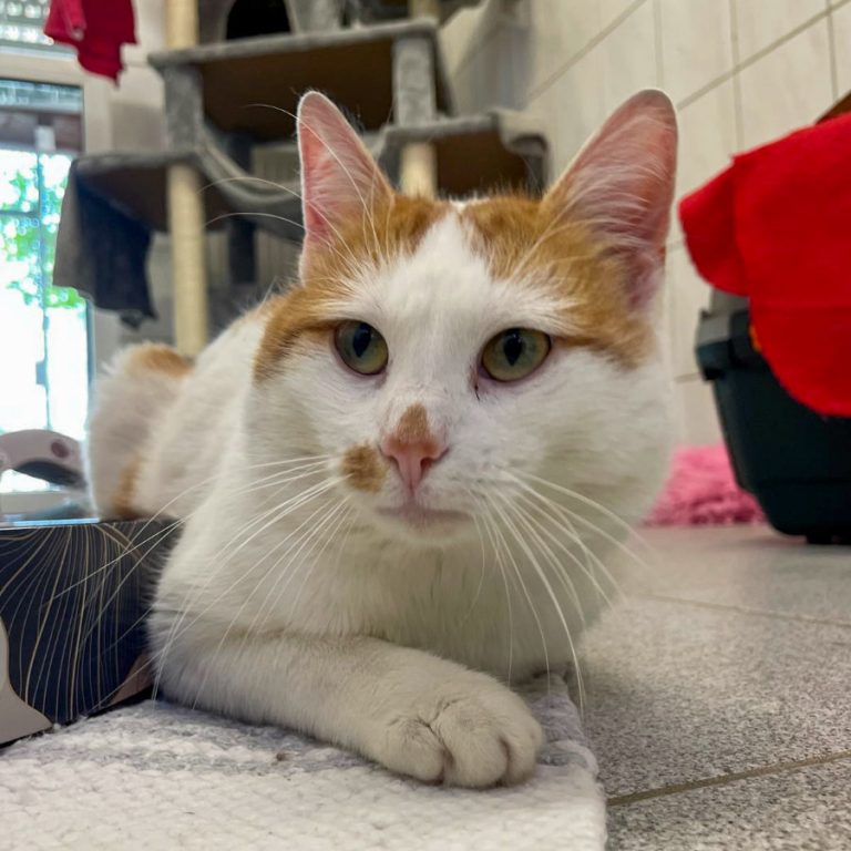 Zu sehen ist der orange-weiße Kater Smartie