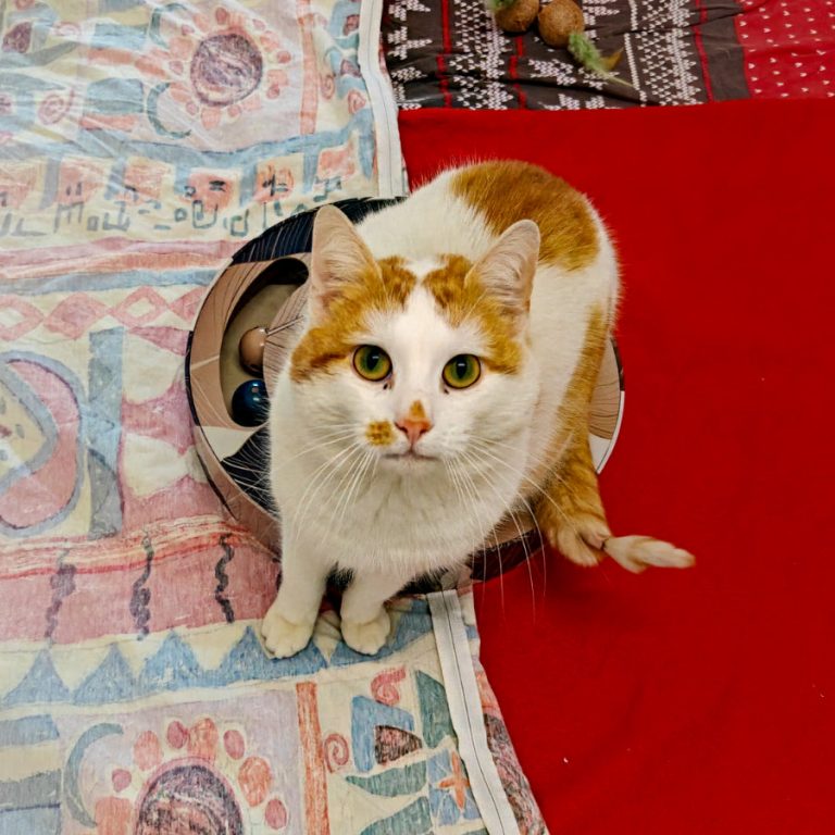 Zu sehen ist der orange-weiße Kater Smartie