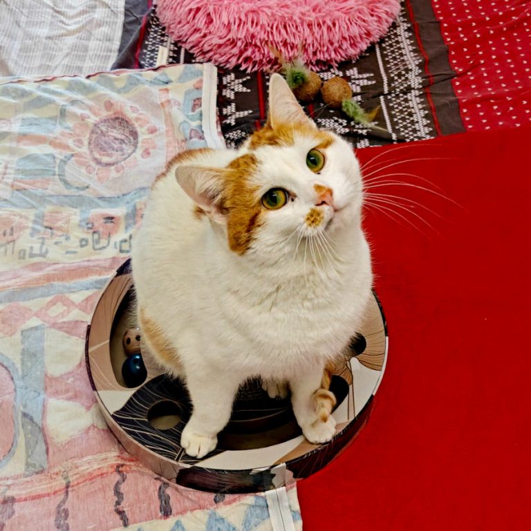 Zu sehen ist der orange-weiße Kater Smartie