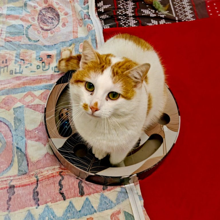 Zu sehen ist der orange-weiße Kater Smartie