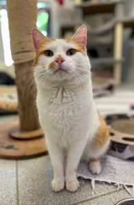 Zu sehen ist der orange-wei&szlig;e Kater Smartie
