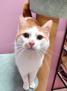 Zu sehen ist der orange-wei&szlig;e Kater Smartie