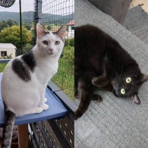 Zu sehen sind die beiden Katzendamen Bella und Molly