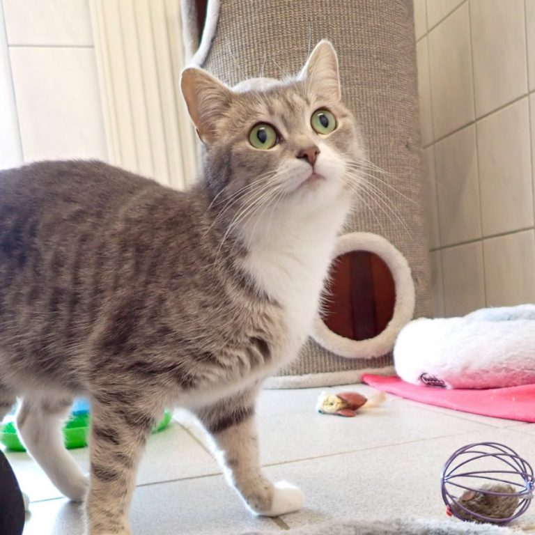 Zu sehen ist die grau-getigerte Katze Walli