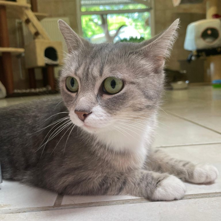 Zu sehen ist die grau-getigerte Katze Walli
