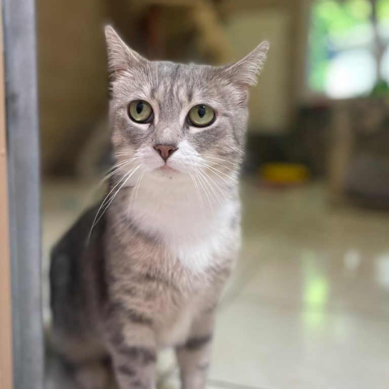 Zu sehen ist die grau-getigerte Katze Walli